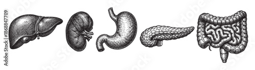 This vintage black and white illustration features a row of detailed hand-drawn human internal organs, including the liver, kidney, stomach, pancreas, and intestines against a white background.