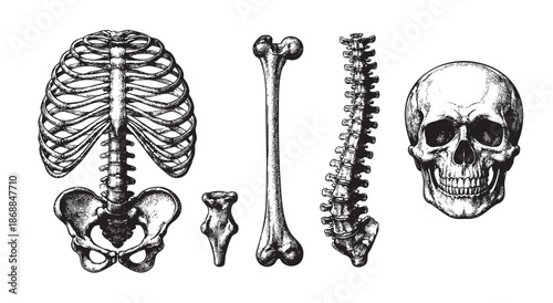 A detailed black and white line art illustration collection of human skeleton anatomy including the skull, rib cage, pelvis, spine, and bones, set against a white background.