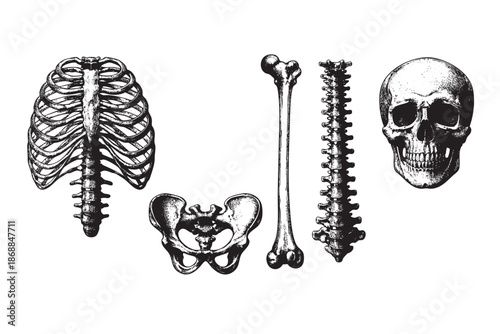 A detailed black and white engraving of various human skeleton parts including a skull, rib cage, pelvis, femur, and spine arranged on a white background.