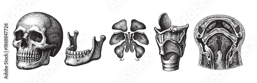 Vintage line art illustration of human anatomy including a skull, mandible, nasal cavity, larynx, and pharynx, perfect for medical or educational content.