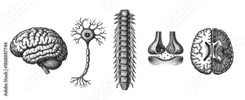 A scientific illustration in a vintage woodcut style depicting various components of the human nervous system including the brain, neuron, spinal cord, and synapse.