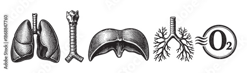 A vintage-style, detailed black and white illustration of the human respiratory system, featuring lungs, trachea, diaphragm, and bronchi, with an oxygen symbol.