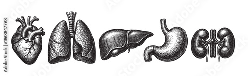 This vintage black and white illustration features a row of detailed anatomical drawings of human organs including the heart, lungs, liver, stomach, and kidneys, on a white background.