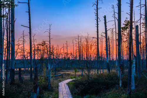Sunset over the swamp. Dead trees in the swamp.