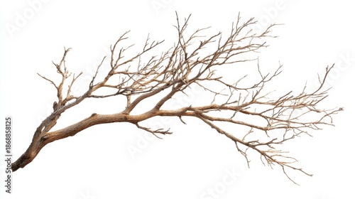 Dry tree branch on white background: natural texture and structure of bare wood.