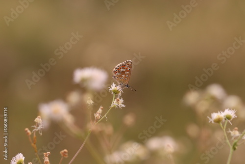 una farfalla licenide al tramonto