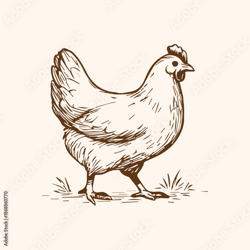 Chicken hen engraved illustration, animal agriculture farming poultry sketch