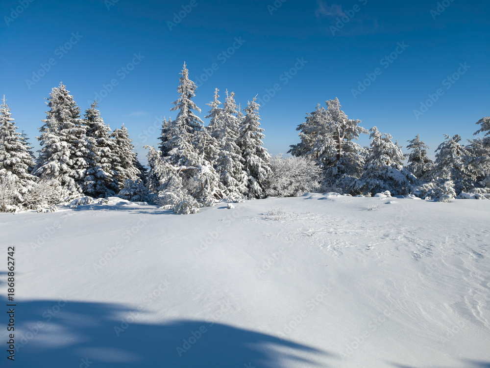 Fototapeta premium Winter Landscape of Vitosha Mountain, Bulgaria