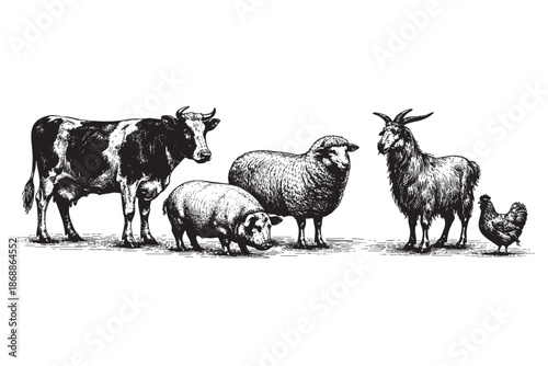 A detailed black and white vintage illustration featuring a group of farm animals including a cow, pig, sheep, goat, and chicken standing together against a white background.