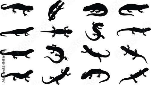 Black Salamander and Newt Silhouettes Vector Collection Featuring Various Amphibian Species Isolated on White Background for Wildlife Design and Nature Graphics