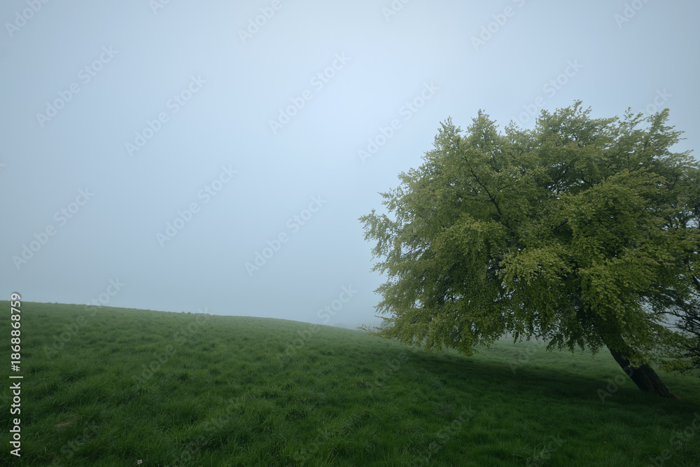 Obraz premium A solitary tree stands in a foggy meadow during early morning. Mist covers the landscape, creating a calm and mysterious atmosphere. Peaceful nature scene. West Lothian, Scotland