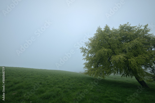 A solitary tree stands in a foggy meadow during early morning. Mist covers the landscape, creating a calm and mysterious atmosphere. Peaceful nature scene. West Lothian, Scotland