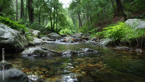 Forest stream flows over rocks