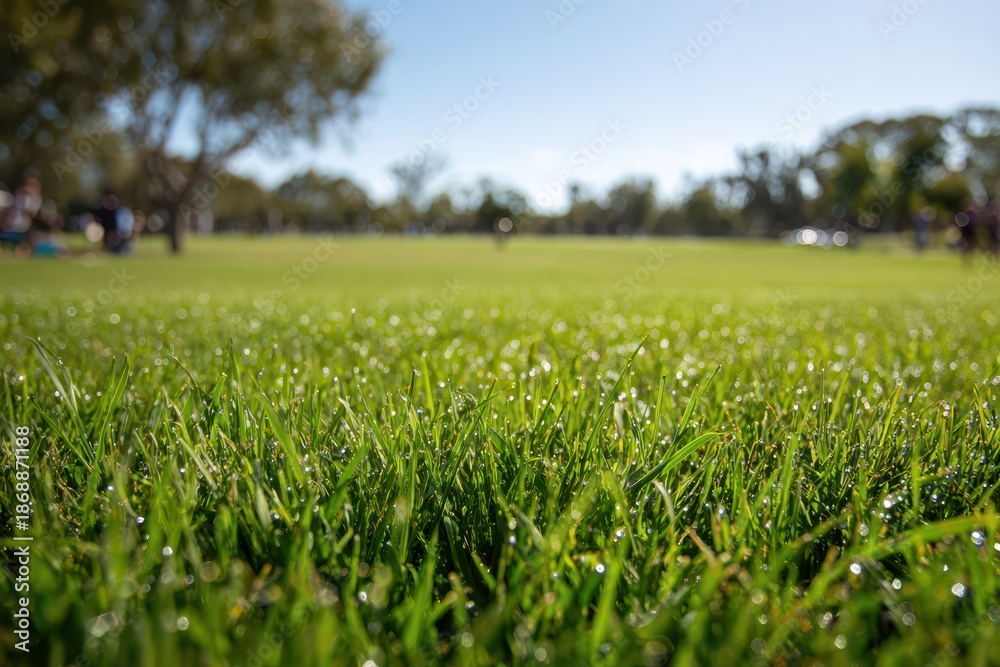 Fototapeta premium Foreground grass blades with distant trees and open park space