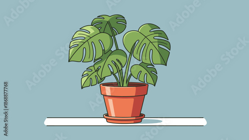 Lush green Monstera deliciosa houseplant in a terracotta pot.