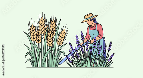 Woman harvesting lavender near wheat plants, gardening illustration.