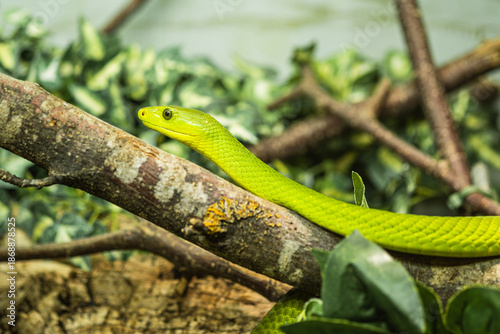 Eien grüne Peitschennatter oder Ahaetulla.