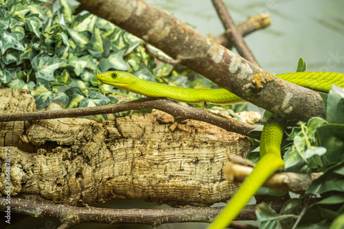 Eien grüne Peitschennatter oder Ahaetulla.