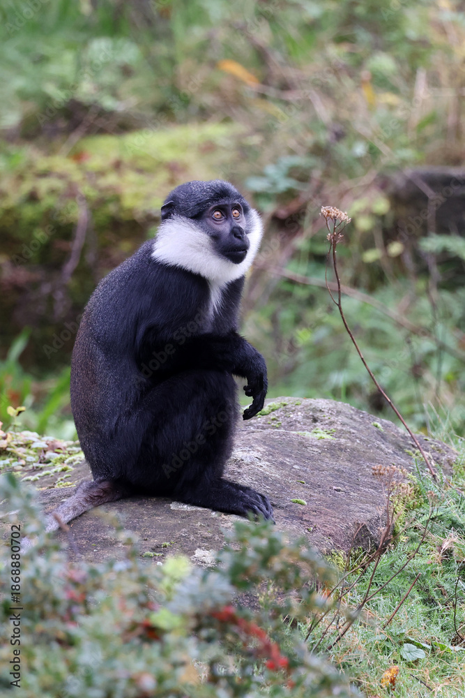 Fototapeta premium Allochrocebus lhoesti monkey in zoo