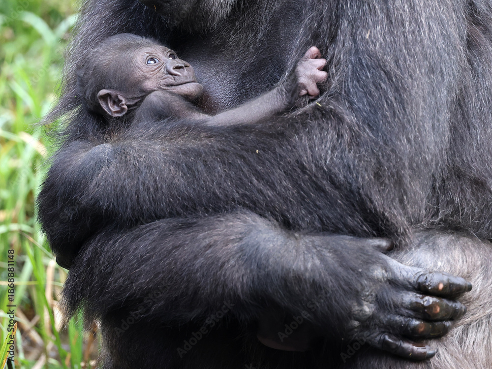 Obraz premium Western Lowland Gorilla with baby