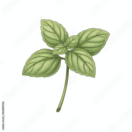 Illustration of a sprig of green basil leaves with a slender stem