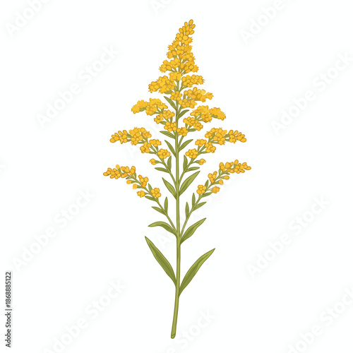 Illustration of a tall stalk of yellow goldenrod flowers on a white background