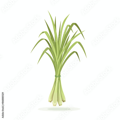 Illustration of a tied bundle of fresh lemongrass stalks with long green blades