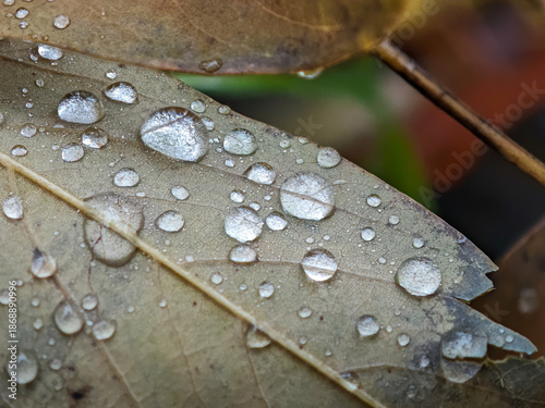 Foto Extreme close up of silver water droplets on detailed leaf veins during a rainy autumn day