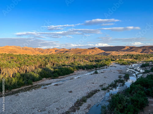 Wide angle view of a lush green palm tree oasis in a dry riverbed valley with rocky mountains in Algeria.
