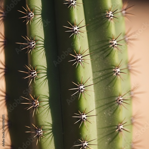 Close-up view of a vibrant green cactus stem with sharp, dark spines casting shadows in bright sunlight, highlighting its textured surface.