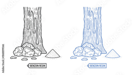 Botanical drawing of benzoin resin, outline and color version on transparent background vector design