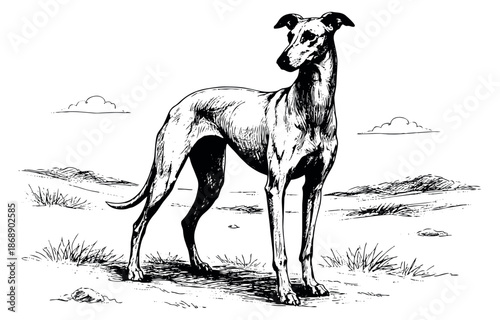 Line art illustration of a greyhound depicting it standing gracefully for animal and pet concepts