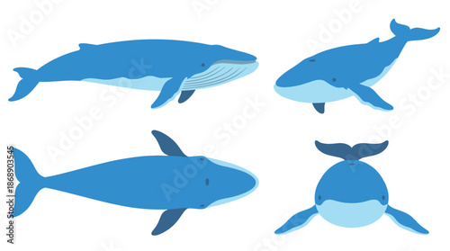 Blue Whale Collection Vector Illustration