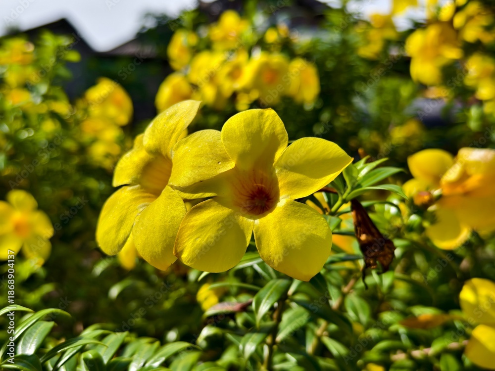 Naklejka premium Allamanda cathartica flower in the morning