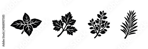 Herbs vector icons set: basil, parsley, oregano, rosemary. botanical illustrations