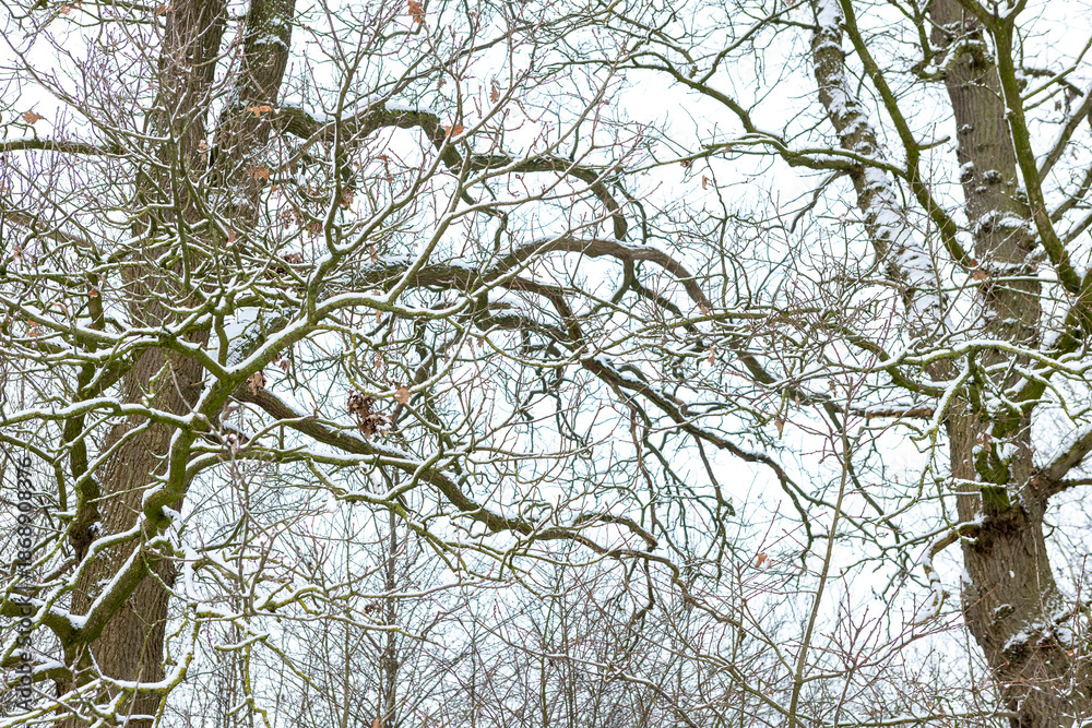 Fototapeta premium Forest and winter barren tree branches covered in snow after blizzard snowstorm. Painterly structure texture against a white background