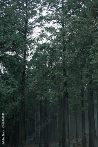 霧が出る幻想的な森の中