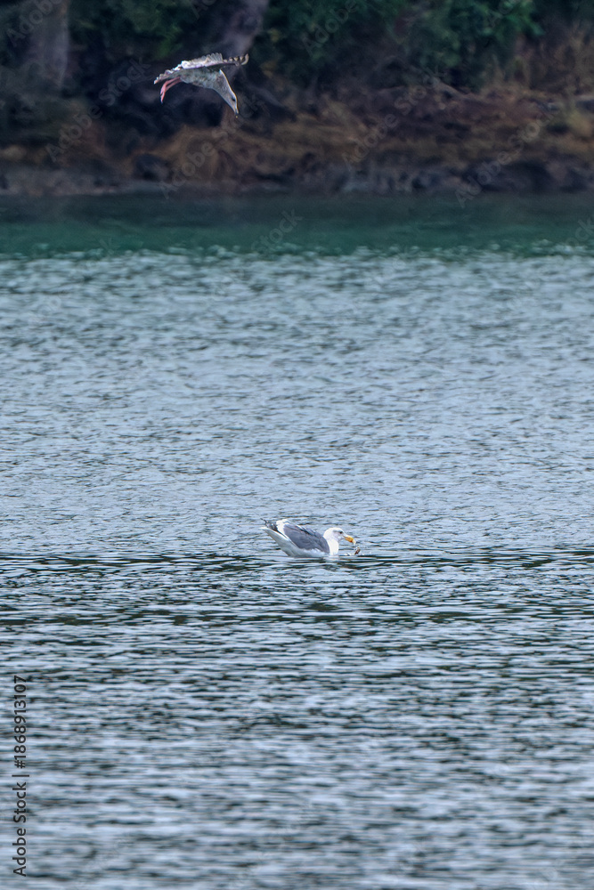 Fototapeta premium Glaucous Wing Gull competes for food