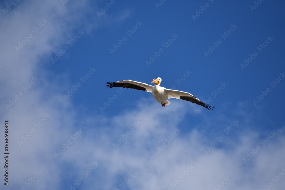 Obraz premium Pelican