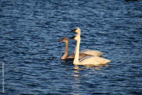 Swan Family