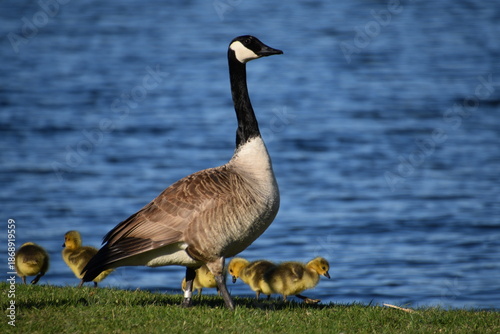 Canadian Goose and Goslings