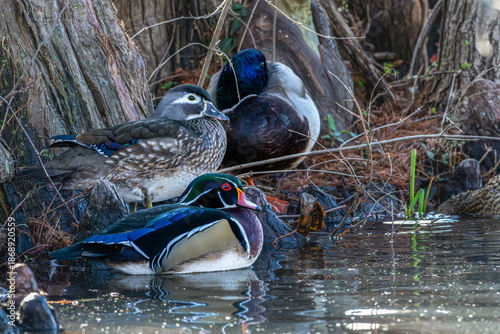 Wood ducks and a mallard duck on the lakeshore.