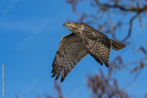 Closeup of a red-tailed hawk in flight.