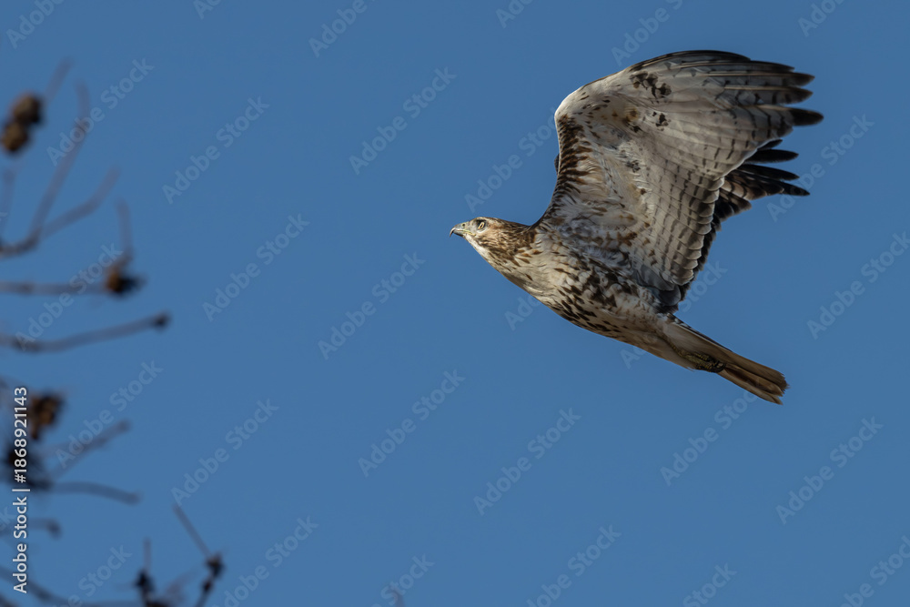 Fototapeta premium Closeup of a red-tailed hawk in flight.