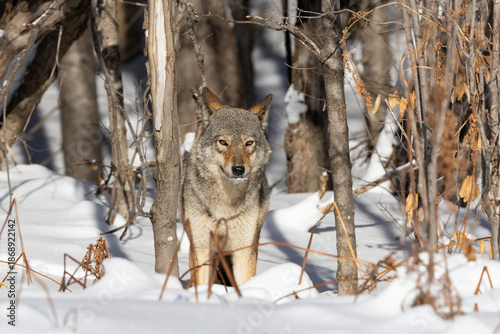 An Eastern or Algonquin wolf stands in the snow at the edge of a forest in Algonquin Provincial Park 