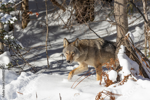 Obraz na płótnie An Eastern or Algonquin wolf stands in the snow at the edge of a forest in Algon