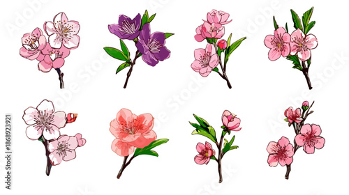 Conjunto de delicadas flores aquarela e ramos de cerejeira em tons de rosa e roxo, com fundo transparente, perfeito para design de primavera.