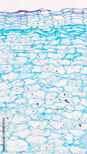 Obraz na płótnie Potato tuber tissue under the microscope. Stained tissue