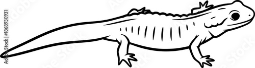 salamander line art silhouette vector illustration
