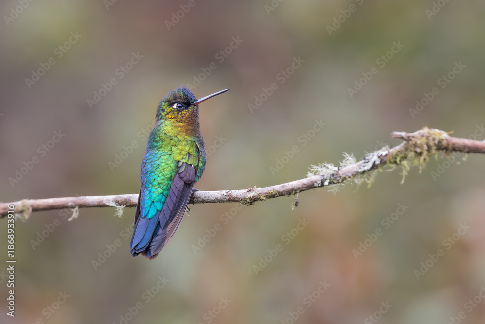 Fototapeta premium Colibrí Panterpe insigne posado en rama en el Cerro de la Muerte, Costa Rica